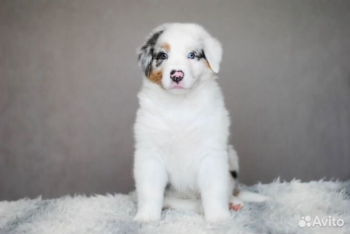 Щенки австралийской овчарки (аусси)