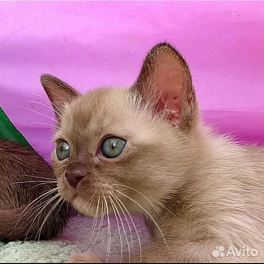 Бурманские котята