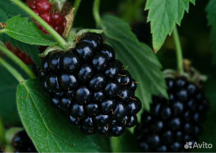 Ежевика 