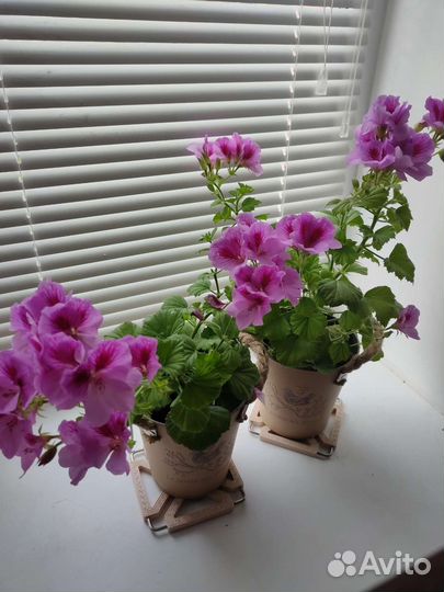 Герань пеларгония королевская