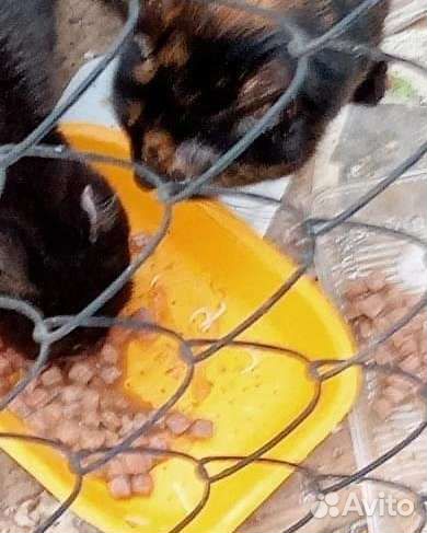 20 кошек на тер-и изолятора под открытым небом