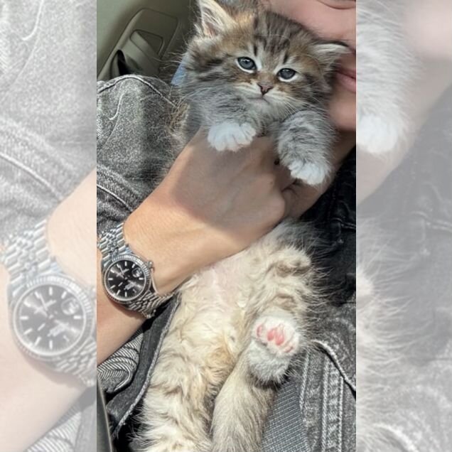 Сибирский котёнок