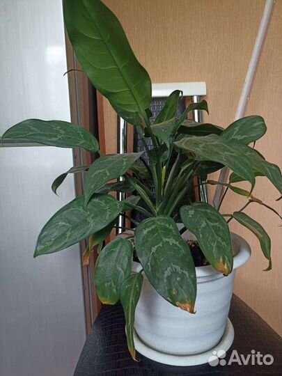 Диффенбахия