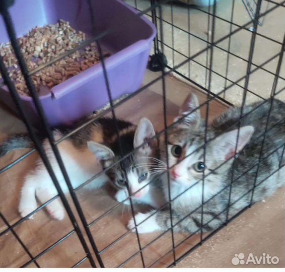 Котята