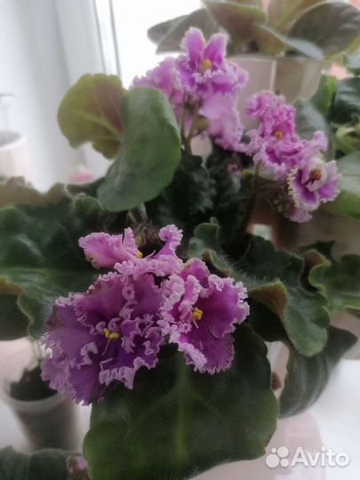 Фиалка обмен или продажа