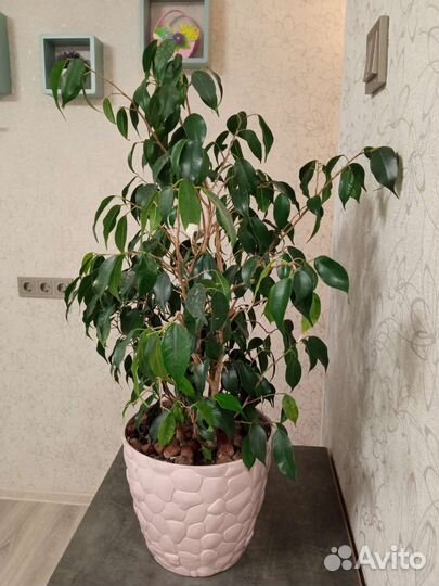 Фикус бенджамина