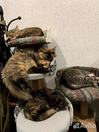 Передержка домашних животных