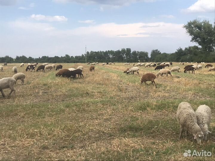 Ягнята и матки