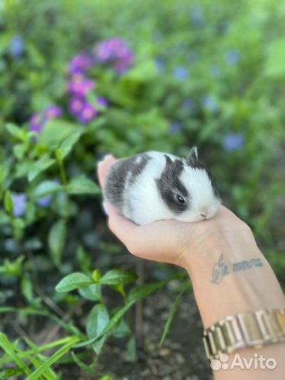 Декоративные крольчата 