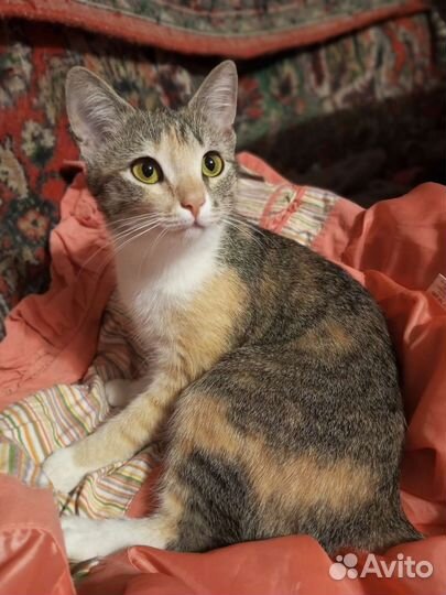 Кошечка, подросток, ответственному человеку