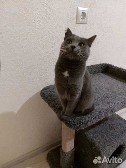 Кошечка Софа ищет дом