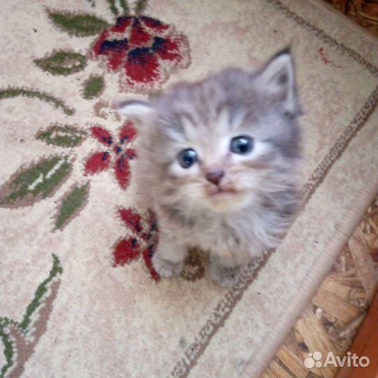 Кошки в добрые руки бесплатно