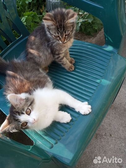 Котята в дар бесплатно