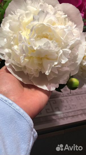 Многолетние цветы для сада