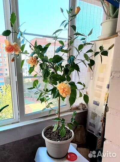 Продаю шикарный гибискус (китайская роза)