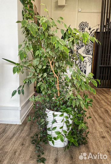 Фикус бенджамина