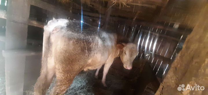 Бычки и быки