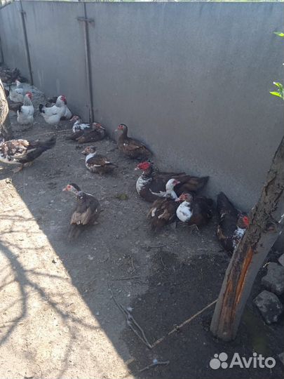 Селезень индоутки