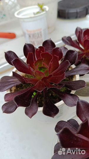 Эониум Шварцкопф