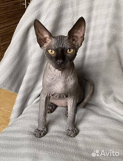 Замурчательные коты