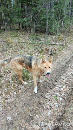 Собака в добрые руки отдам бесплатно