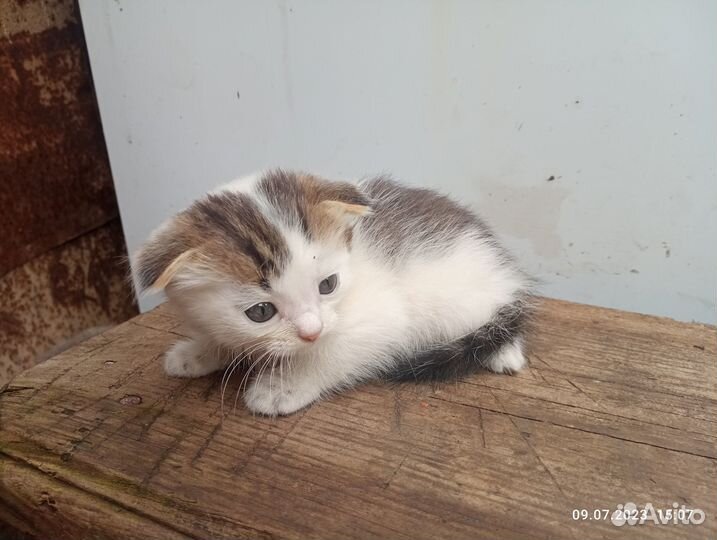 Котята, отдам в добрые руки