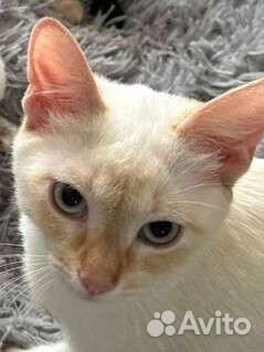 Остался только один котик в добрые руки