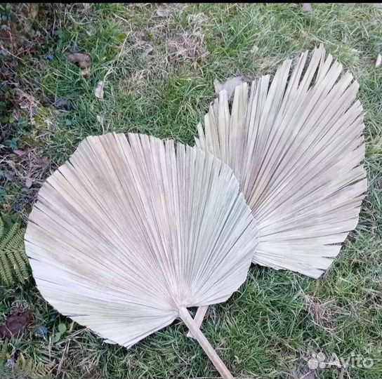 Листья пальмы Вашингтонии