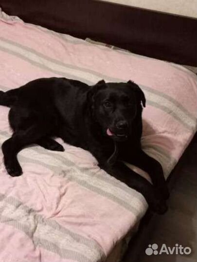 Дрессировка собак