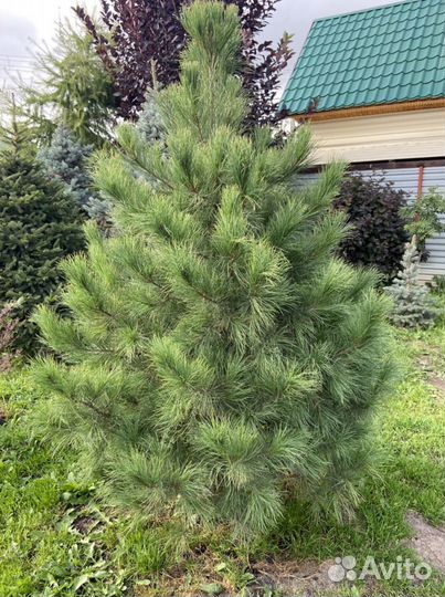 Пихта Кедр Ели Туи Качество VIP