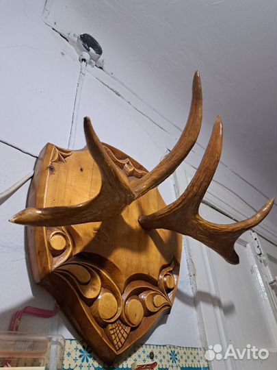 Продам рога лося