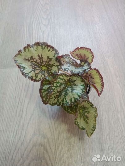 Бегония декоративно лиственная