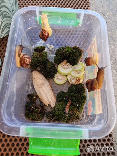 Улитки ахатины