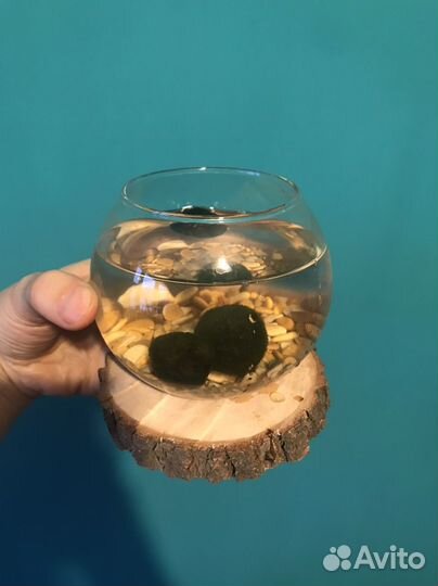 Кладофора/маримо шарик, 3 шт