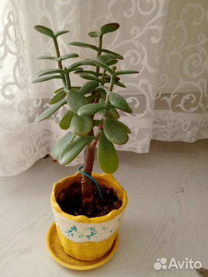 Толстянка(денежное дерево)