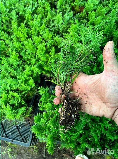 Саженцы туи смарагд из питомника