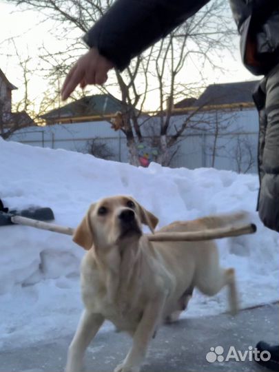 Кинолог, дрессировка собак