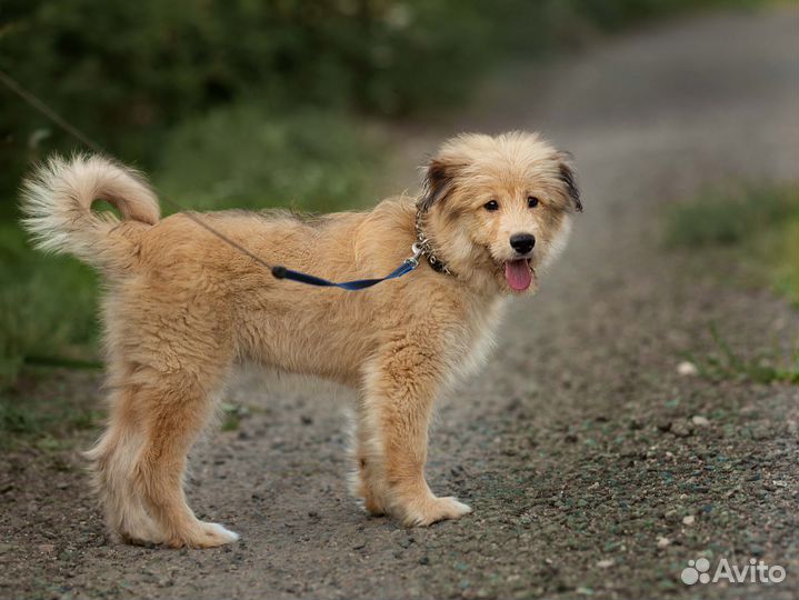 Щенок из приюта