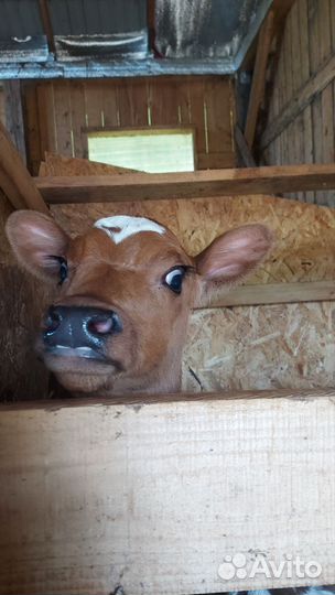 Телка айрширская породная