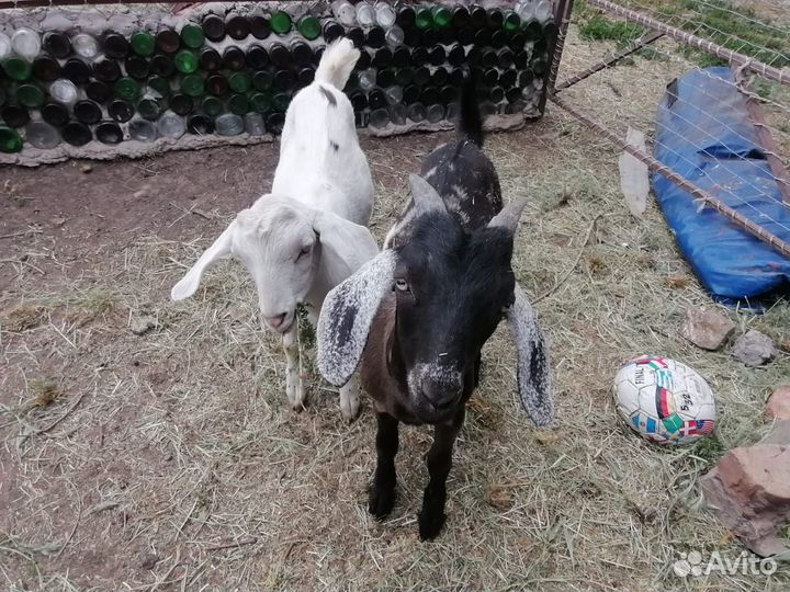 Англо нубийские козы