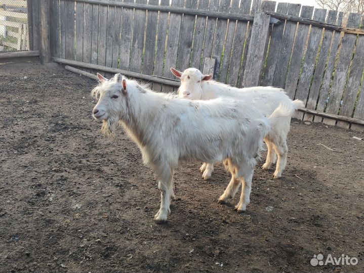 Зааненская козел