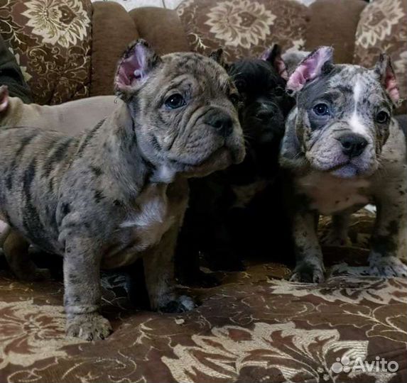 Американский булли покет