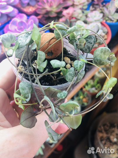 Суккуленты Крассула,Седум и др