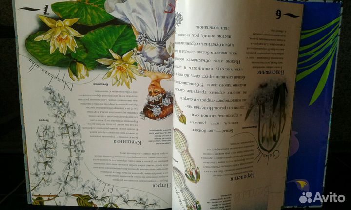 Книга Цветы