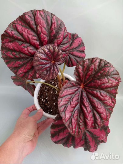 Взрослые сортовые королевские бегонии