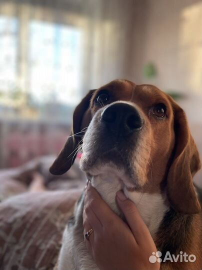 Бигль вязка