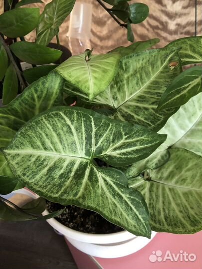 Замиокулька, синглниум, сансивьрия