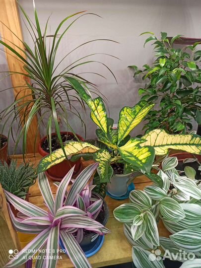 Комнатные растения, Кротон