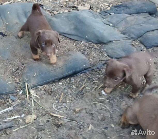 Австралийская овчарка - келпи
