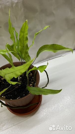 Папоротник Флебодиум